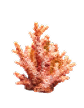 Coral Image
